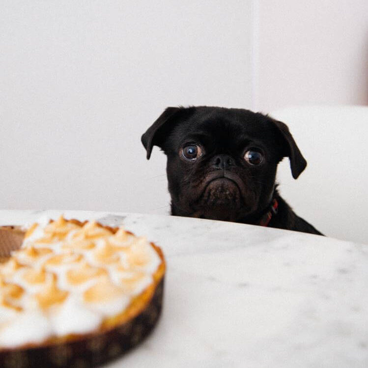 Cute dog eyeing pie on table