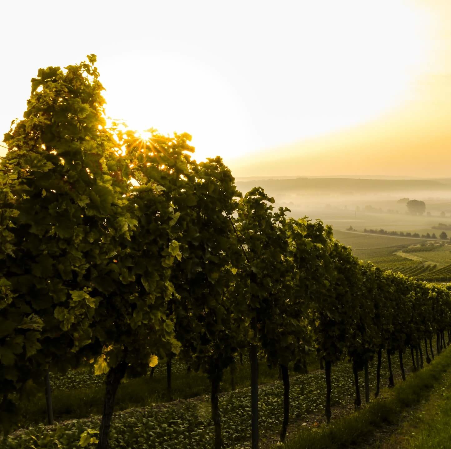 Goodwill Wine - social enterprise selling Australian vegan wines with half the profits going to charity