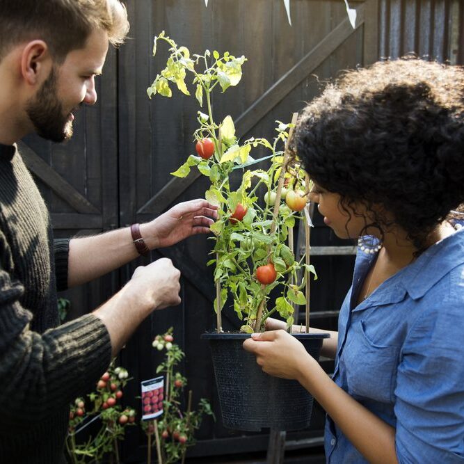 Adult,Woman,Holding,Tomatoes,Plant