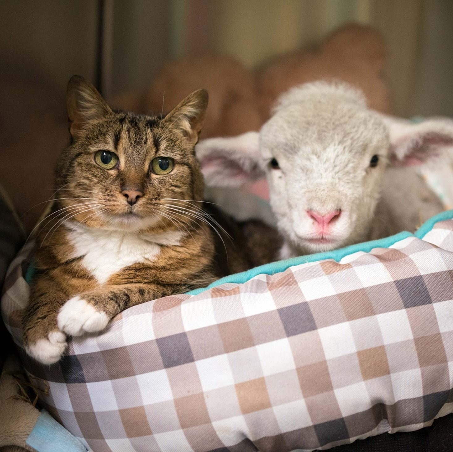 Cat with little lamb in basket at Edgar's Mission sanctuary