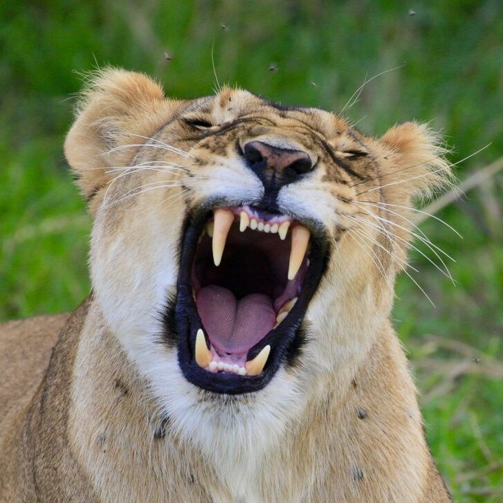 Canine teeth of a lion