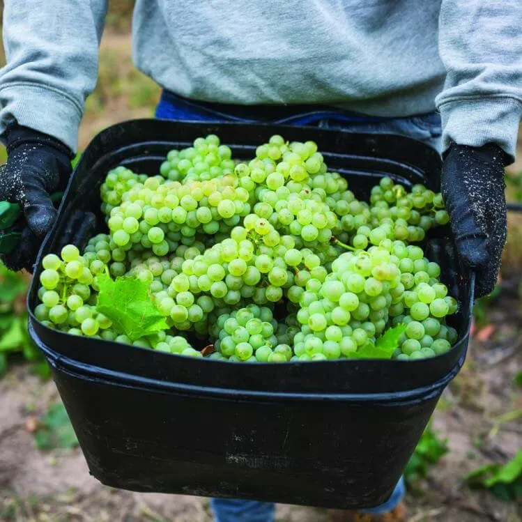 Vegan vino