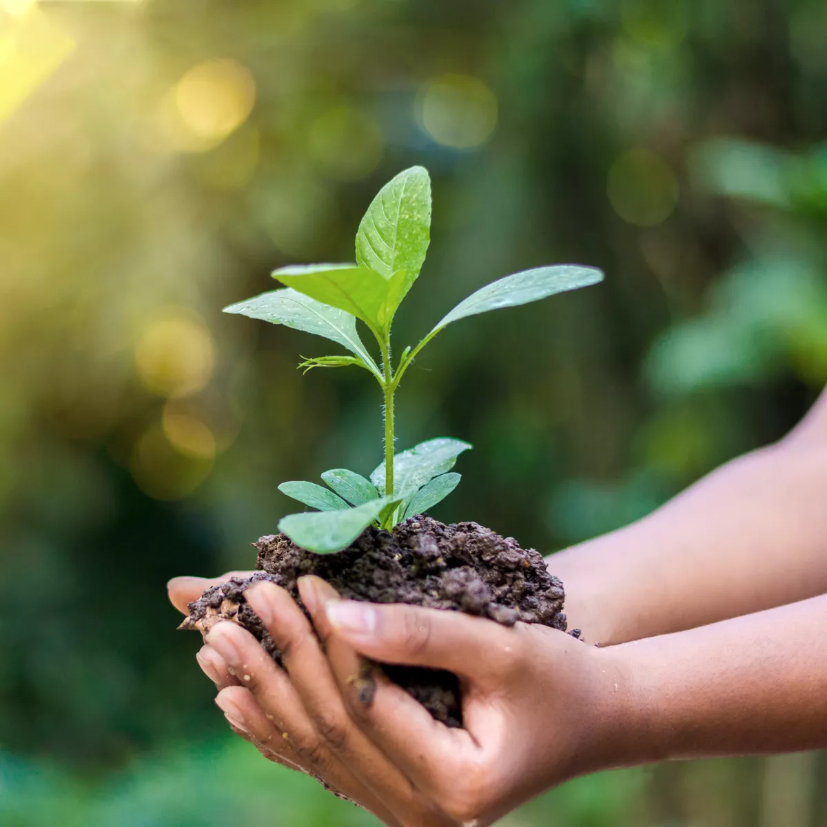 What is a B Corp anyway?