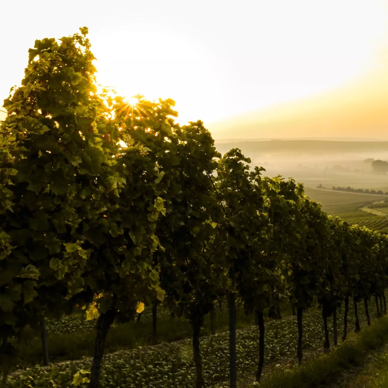 Vineyards