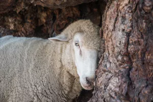 Molly, a rescued sheep at Freedom Hill Sanctuary.
