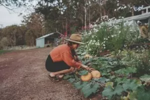 Katie White from Olive Wood Vegan - harvesting pumpkins