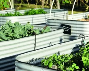 Raised food garden beds at Elysia Hunter Valley