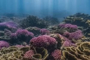 Beautiful pink coral in blue water with light shards shining through