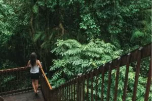 Forest walkway in Daintree Discovery Centre