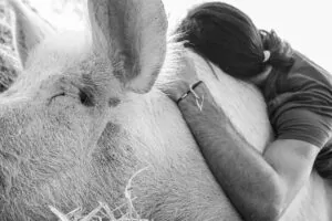 Vegan man with muscular arm hugs rescued pig