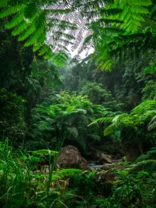 Rainforest