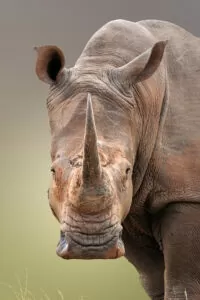 Rhino