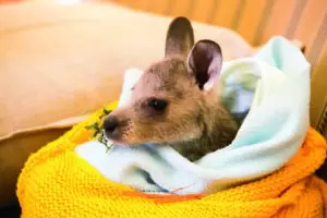 An injured kangaroo after being rescued in Victoria, Australia