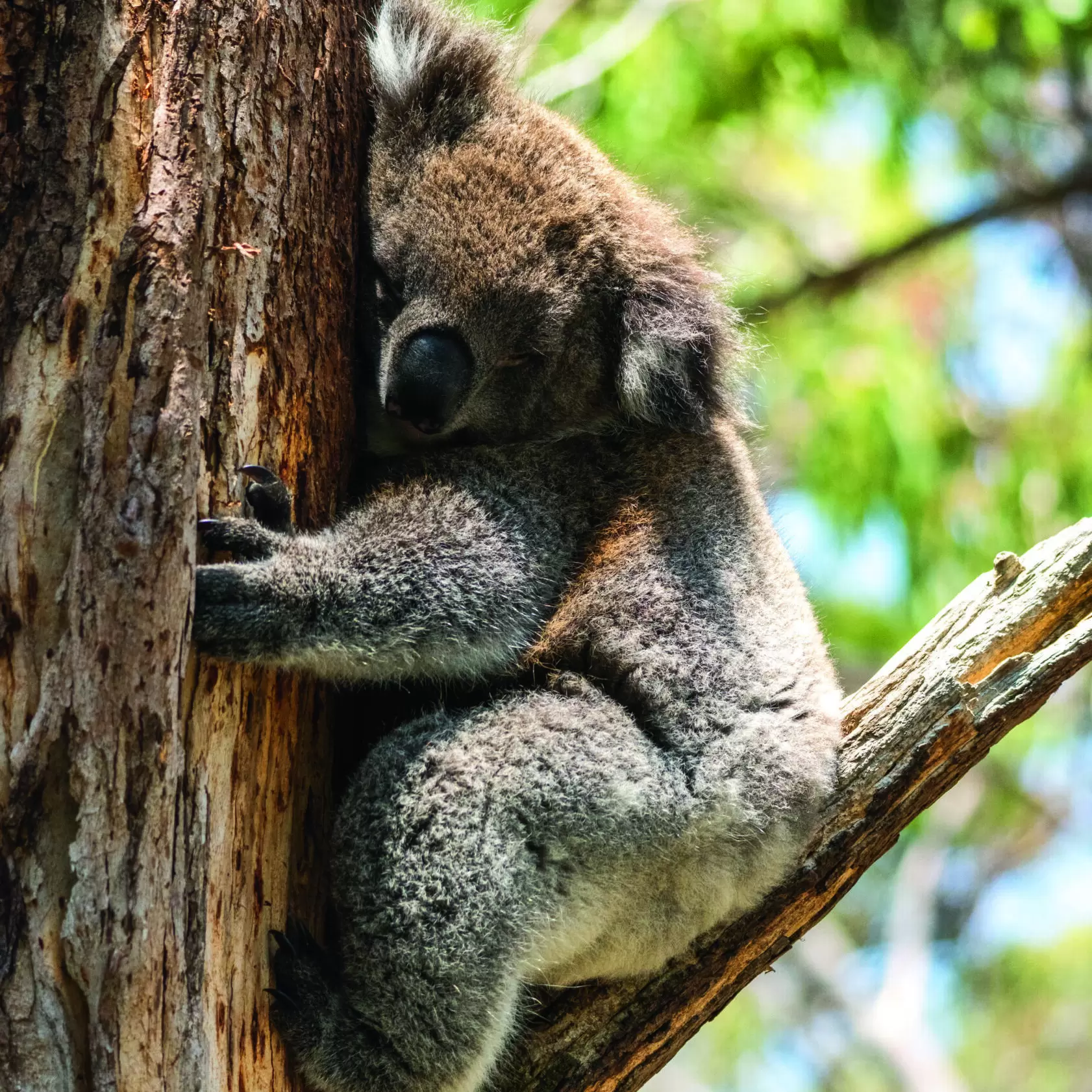 Wildlife rescue