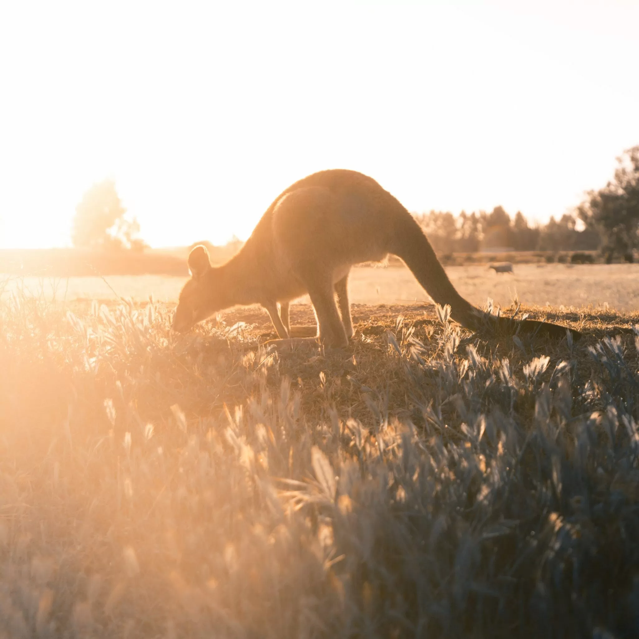 Progress as Nike and PUMA ditch kangaroo leather in favour of animal-free material